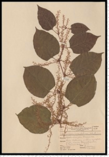 Reynoutria japonica Houtt.
