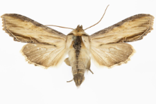 Shargacucullia lychnitis