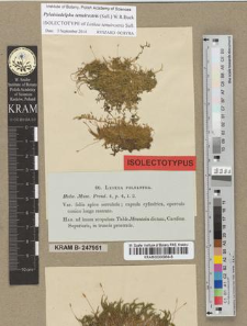 Leskea polyantha