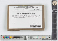Inocybe griseolilacina J.E. Lange