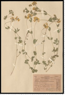 Lotus corniculatus L.
