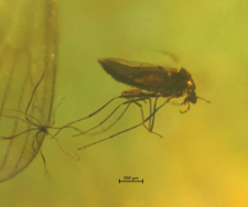 Diptera (Nematocera)