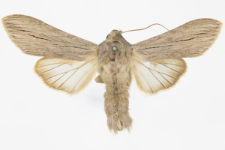 Cucullia tanaceti