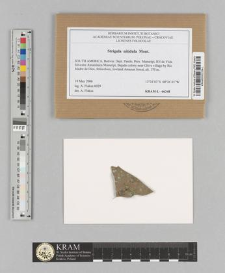 Strigula nitidula Mont.