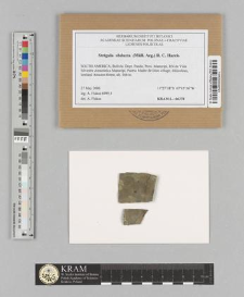 Strigula obducta (Müll. Arg.) R.C. Harris