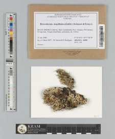 Heterodermia magellanica (Zahlbr.) Swinscow & Krog