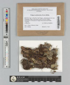 Peltigera polydactylon (Neck.) Hoffm.