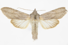 Cucullia tanaceti