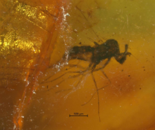 Dolichopodidae