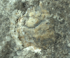 Goniodromites species