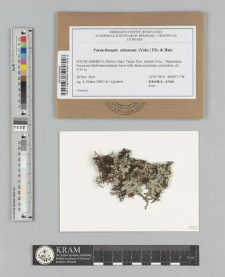 Parmelinopsis minarum (Vain.) Elix & Hale