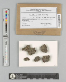 Lecidella subviridis Tønsberg