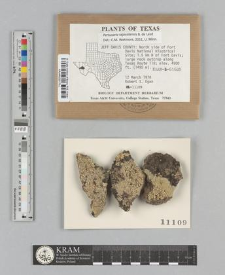 Pertusaria tejocotensis B. de Lesd.