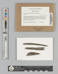 Lecanora densa (Śliwa & Wetmore) Printzen