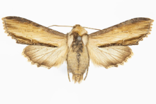 Shargacucullia scrophulariae