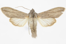 Cucullia tanaceti