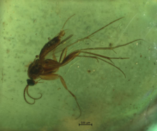 Mycetophilidae