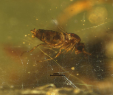 Diptera