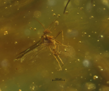 Diptera (Nematocera)