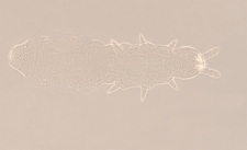 Mesaphorura macrochaeta