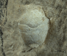 Goniodromites kubai
