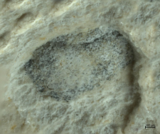 Brachyura