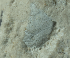 Goniodromites species