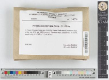 Mycena epipterygia (Scop.: Fr.) Gray