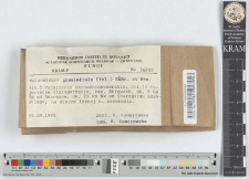 Melanoleuca hiemalis (Pers.: Fr.) Sing. ss Breitenbach, Kranzlin