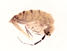 Orchesella multifasciata