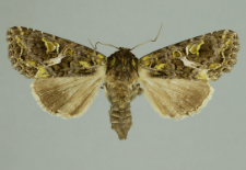 Trachea atriplicis (Linnaeus, 1758)