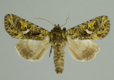 Trachea atriplicis (Linnaeus, 1758)