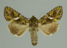 Trachea atriplicis (Linnaeus, 1758)