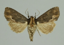 Dypterygia scabriuscula (Linnaeus, 1758)