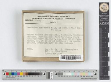 Marasmius cohaerens (Alb. et Schw.: Fr.) Cke. et Quèl.