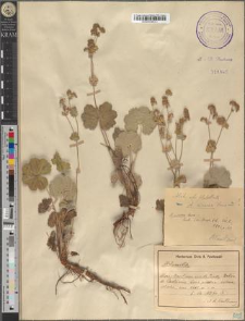 Alchemilla cinerea Buser