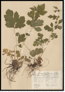 Geum urbanum L.