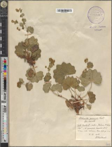 Alchemilla gorcensis Pawł. fo. cariceti