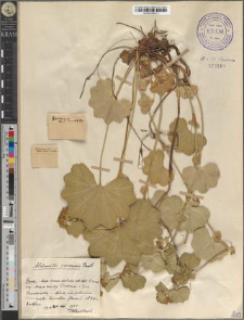 Alchemilla gorcensis Pawł.