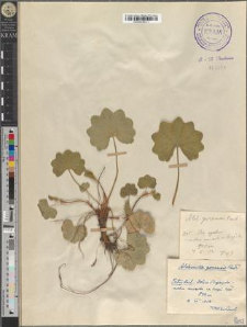 Alchemilla gorcensis Pawł.