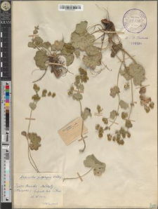 Alchemilla propinqua Lindb.