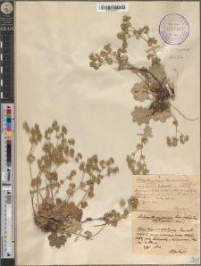 Alchemilla pubescens Lam. emend. Buser