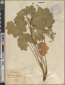 Alchemilla vulgaris L.