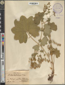 Alchemilla pratensis Schm.