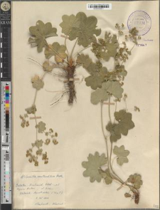 Alchemilla xanthochlora Rothm.