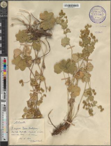 Alchemilla sp.