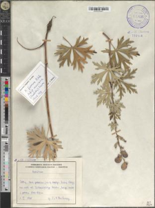 Aconitum firmum Rchb. subsp. maninense (Skalický) Starm.