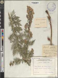 Aconitum ×cammarum
