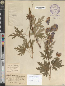 Aconitum ×pawlowskii