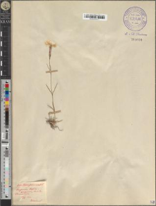 Dianthus praecox Kit.